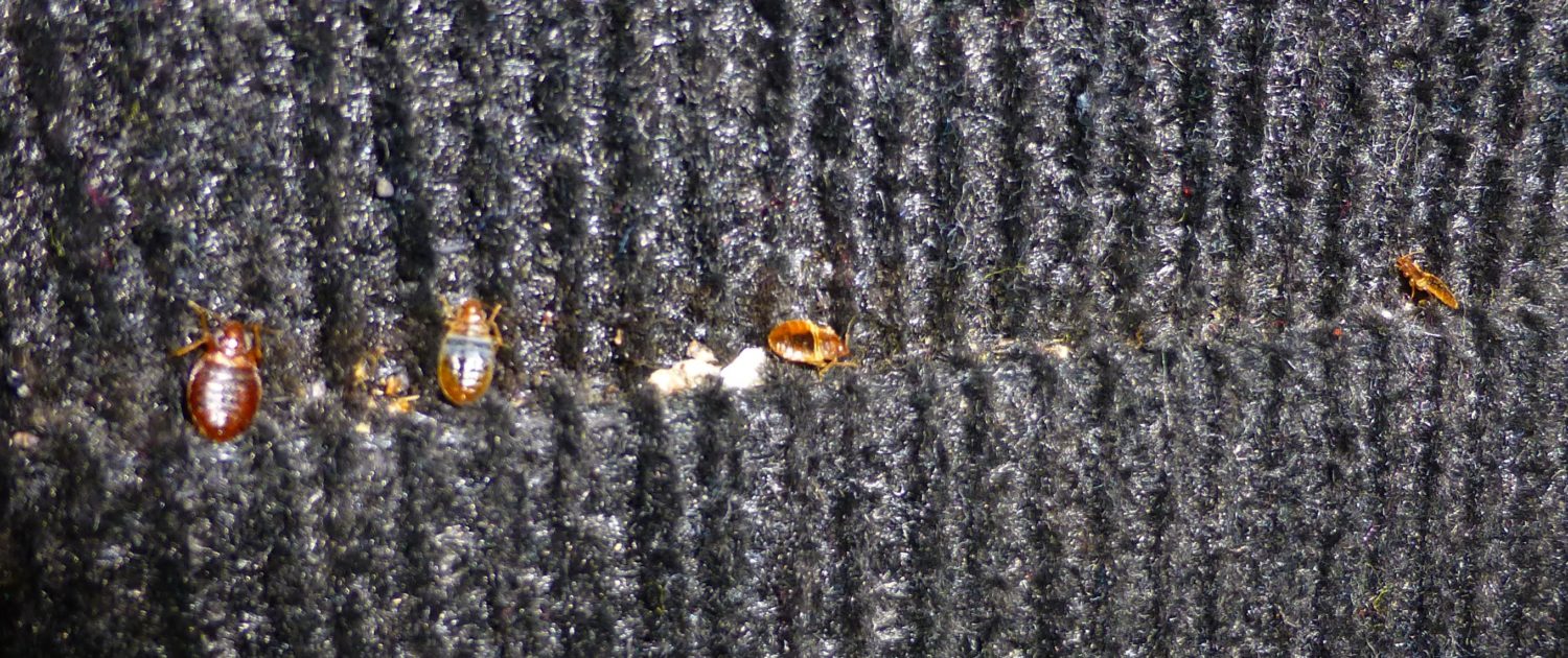 Bed Bug Exterminator found bugs on a couch in Denver