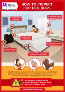 Denver Bed Bug Treatment How to Inspect For Bed Bugs