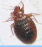 Close up photo of a be dbug found in a Denver Home